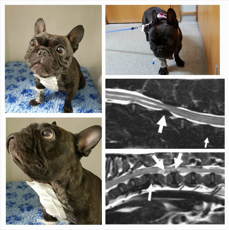 french bulldog Chip with MRI scans from Vet Extra neurology