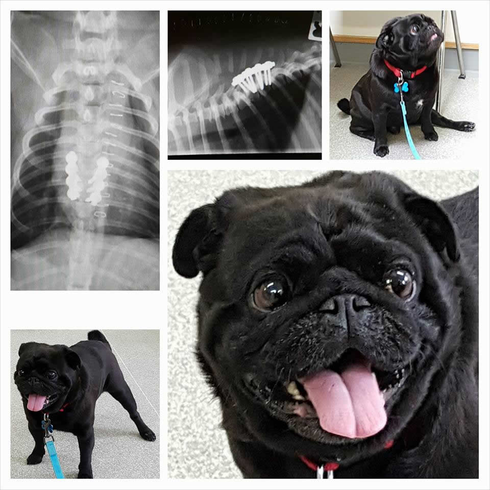 Oscar the Pug who had spinal surgery at Vet Extra neurology