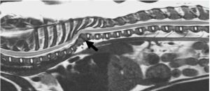 x-ray dog spine
