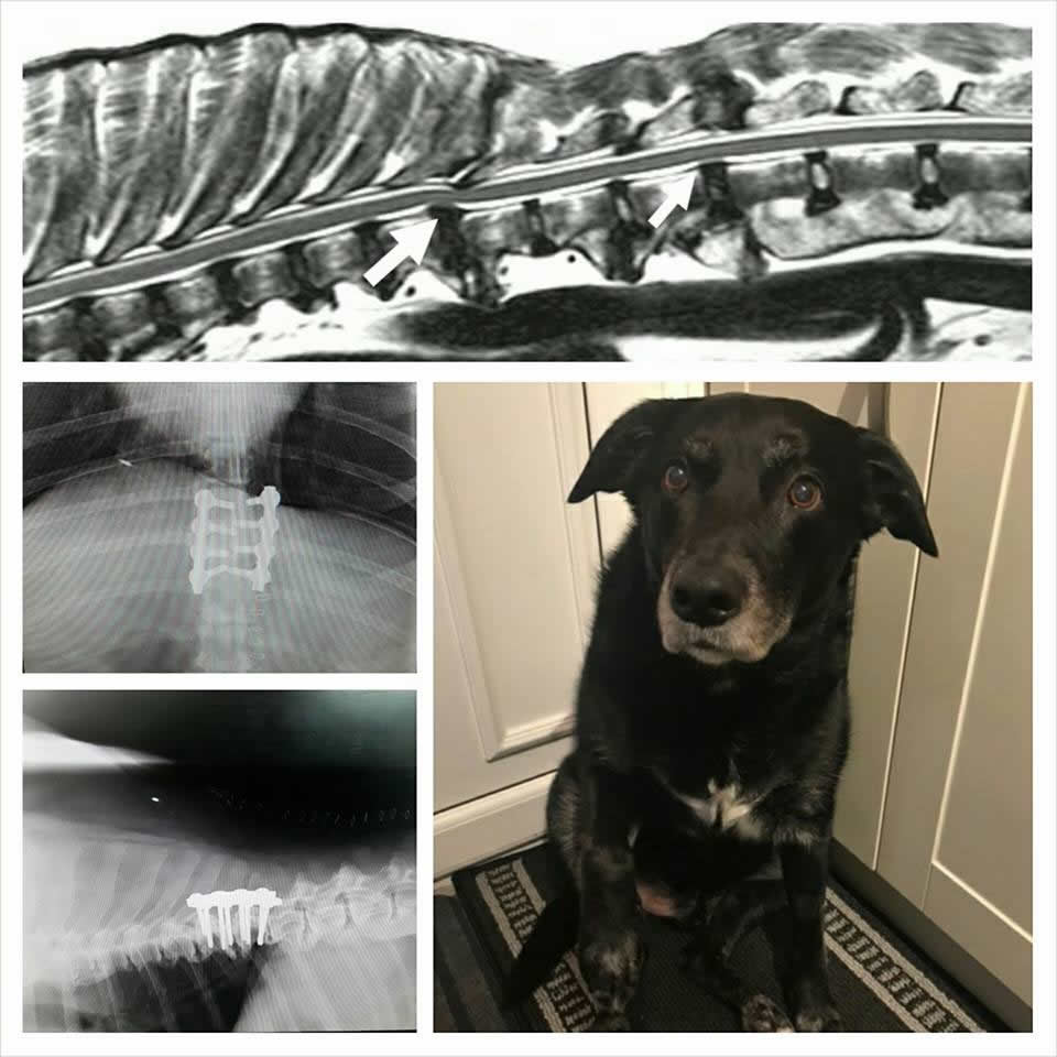 dog Wilson and x-rays of spine at Vet Extra Neurology