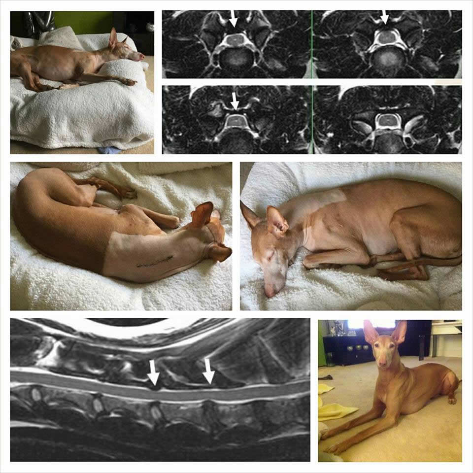 Ozzy the pharoah hound had neck surgery in 2 places at vet extra Stirling. Images of Ozzy at home and ct scans of his neck