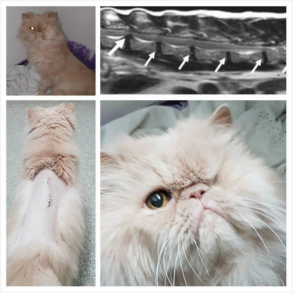Cat Maestro at VetExtra Neurology treated with a corpectomy and came in with hind limb ataxia