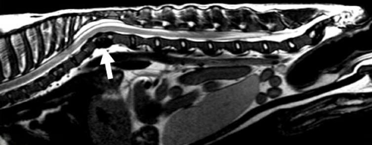 X-ray dog spine