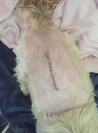 stitches on back of dog