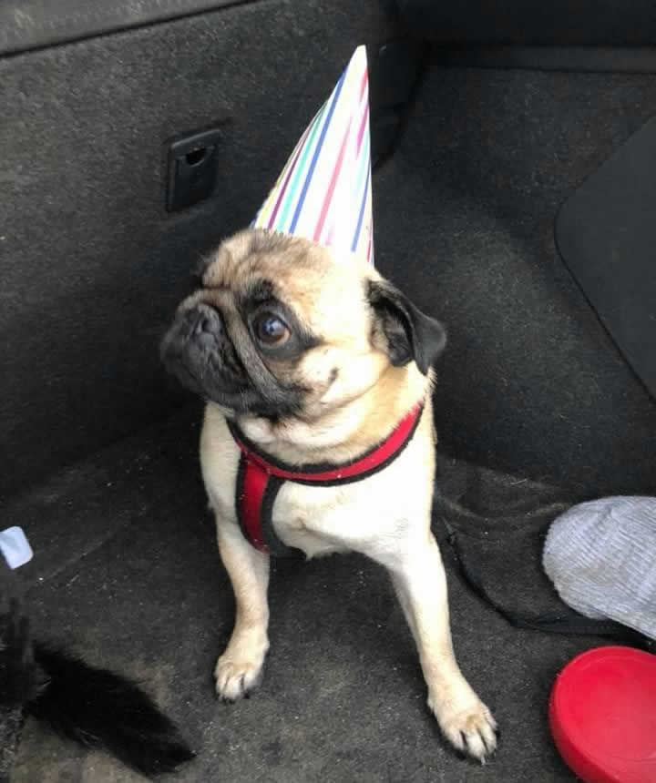Gog with party hat Vet Neurology Stirling