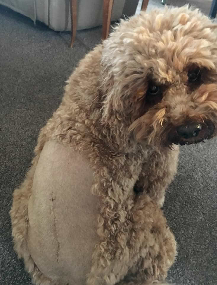 Poppy Cockapoo had disc extrusion at Vet Extra Neurology in Stirling